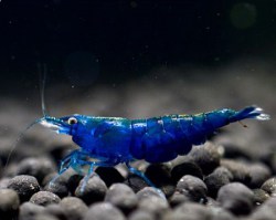 Garnaal Blue Diamond